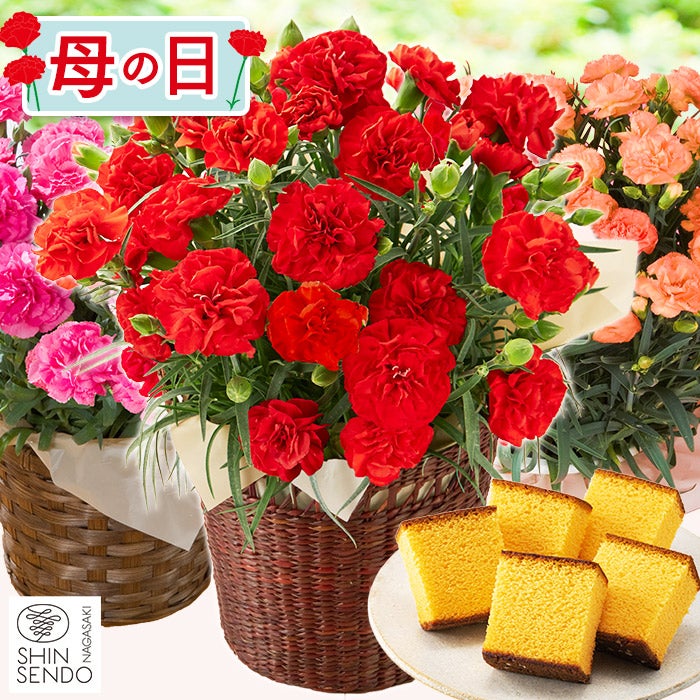 母の日 ギフト 選べる花とスイーツ セット MD12 | カステラ専門店
