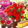 母の日 ギフト 選べる花とスイーツ セット MD12