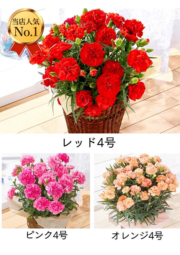 母の日 ギフト 選べる花とスイーツ セット MD12 | カステラ専門店