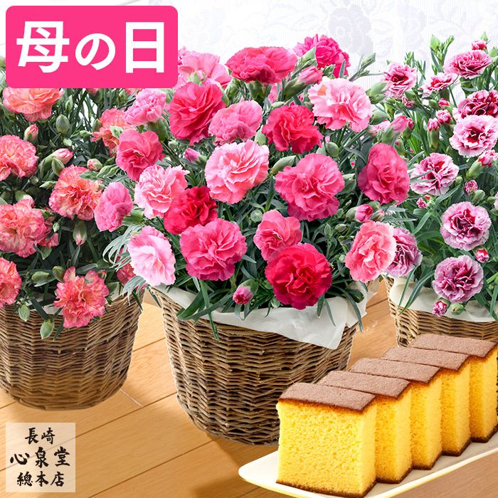 母の日 ギフト カーネーション5号鉢とカステラ MDIT | カステラ専門店