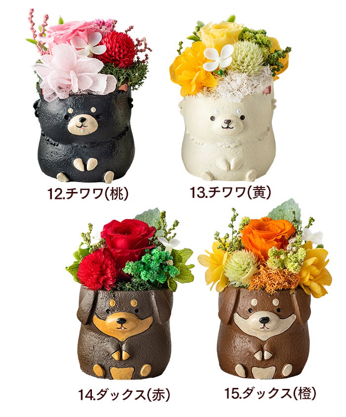 母の日ギフト 動物プリザとカステラ MDPE | カステラ専門店【長崎心泉